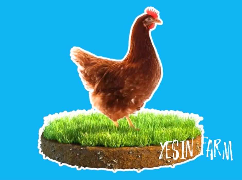 Инкубационные яйца несушка ломан браун — качественное яйцо