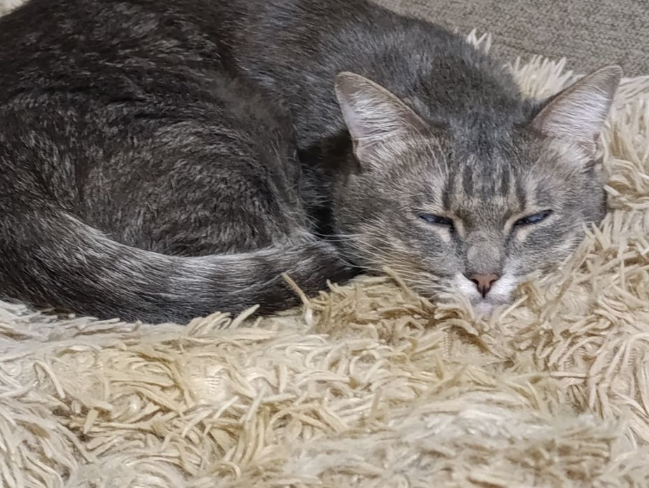 В добрые руки кошечку