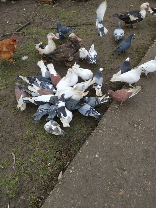 Vând Porumbei.           .