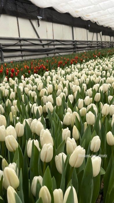 Продам тюльпаны .