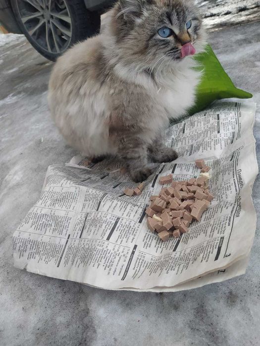 Кошечки в добрые руки