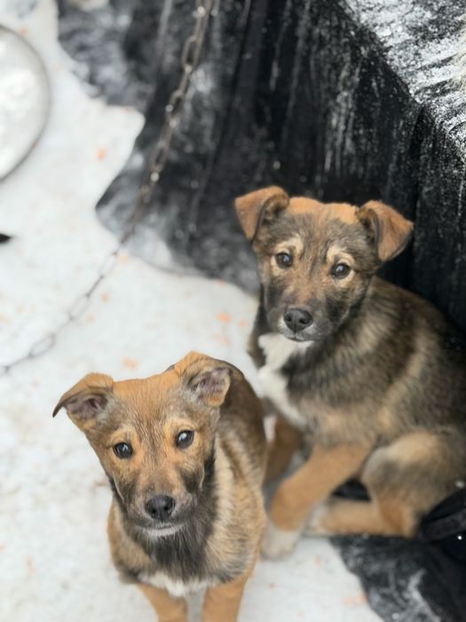 Отдам щенят в добрые руки