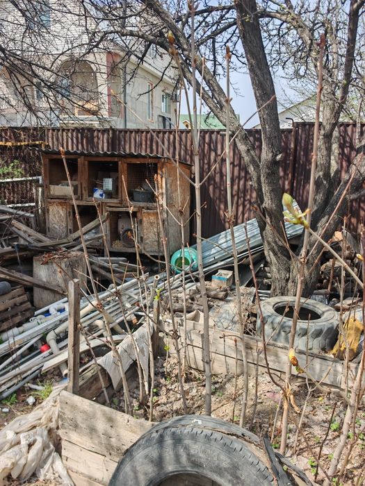 Каштаны( саженцы)