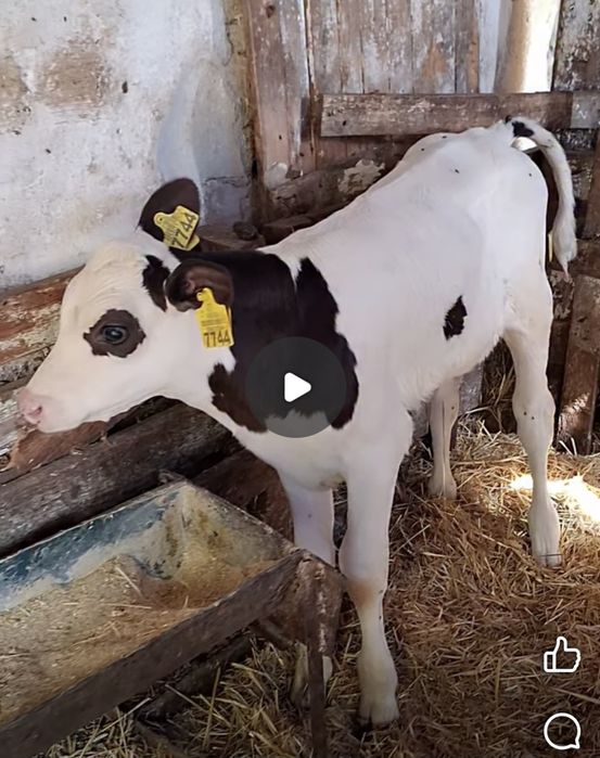 Vitel  metis de o luna