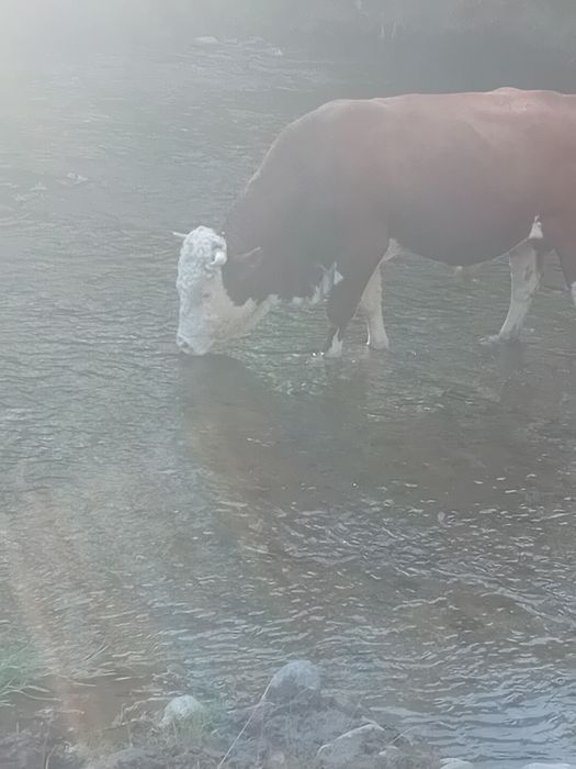 Taur baltat romanesc
