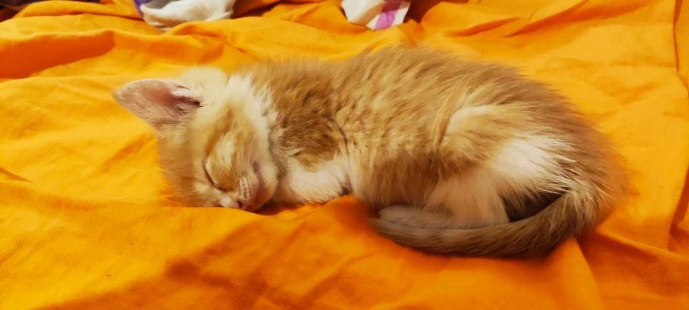 Подарявам две котета може по отделно Пловдив