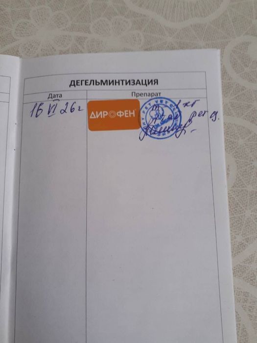 Кошечка бесплатно