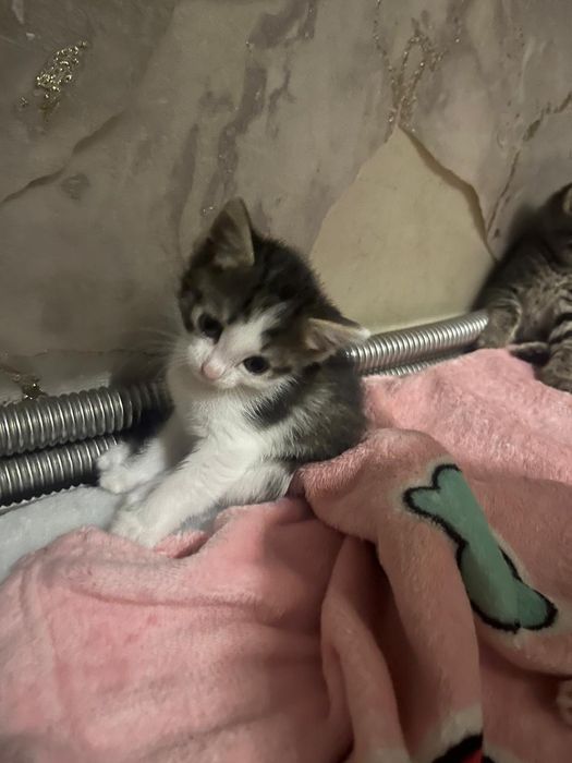 Отдам котят в хорошие руки