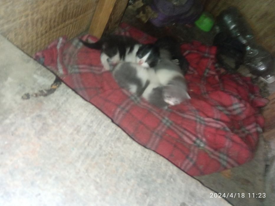 Отдам котят в хорошие руки