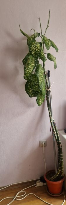 Декоративно растение-Дифенбахия