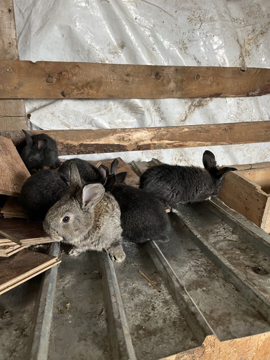 Femela urias german cu pui