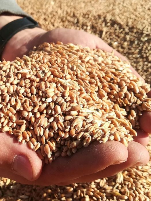 Пшеница в мешках