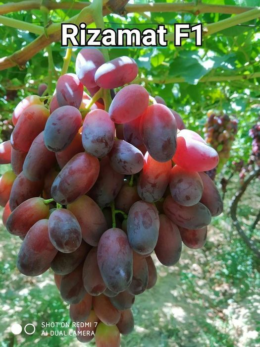 Shreder agro intinciv kuchatlar