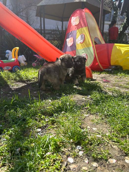 Подарявам кученца,баща -хъски,майка -немска овчарка.