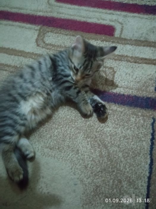 Котята бесплатно