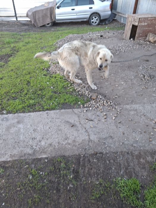 Отдам даром кавказис