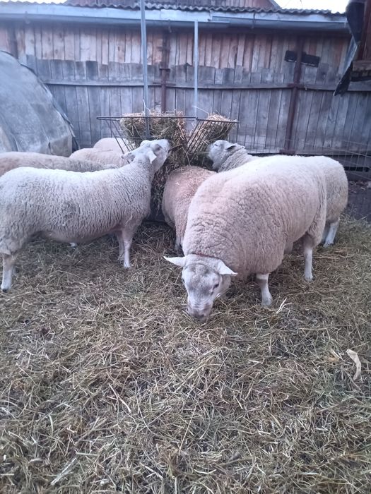 Berbec texel british