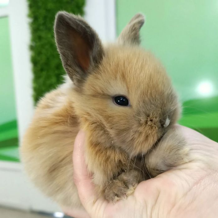 Карликовые кролики