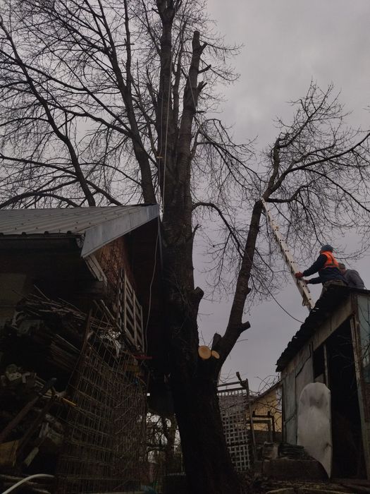 Tăiat toaletat copaci pomi