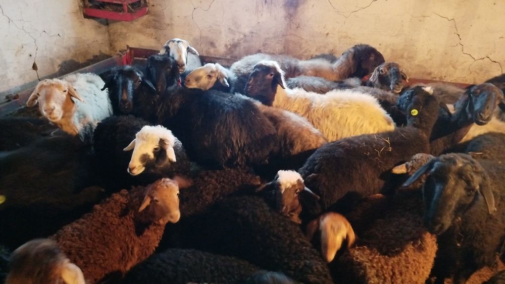 Продам баранов двадцать пять голов