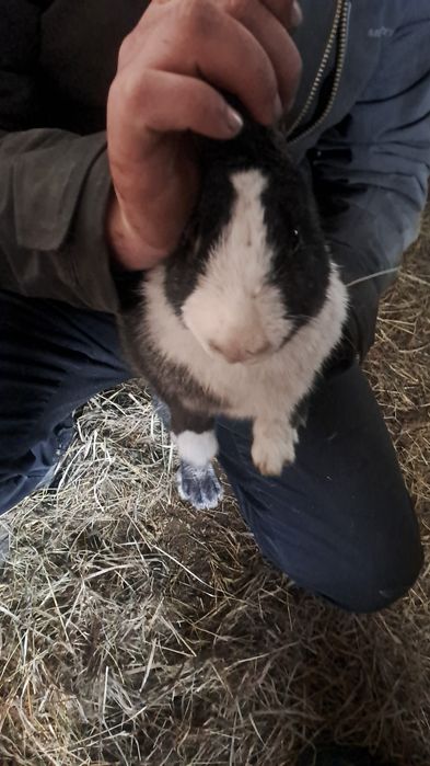 Продам молодых кролих и кролов