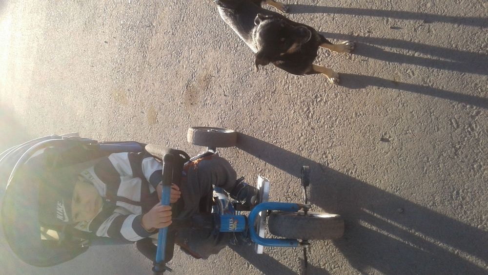 Продам намордник