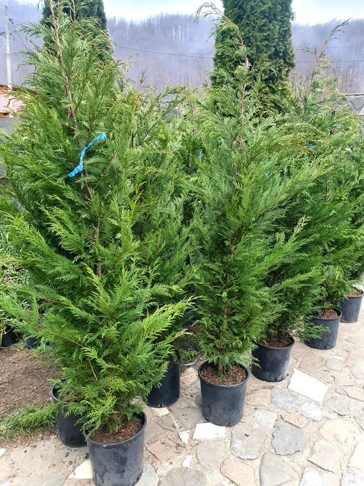 Thuja occidentalis smaragd, tuia columnaris, leylandii, aurea etc