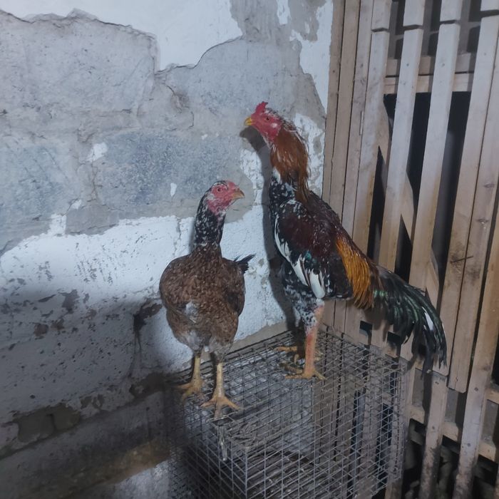 Корейц 1.5год  вес 4.8