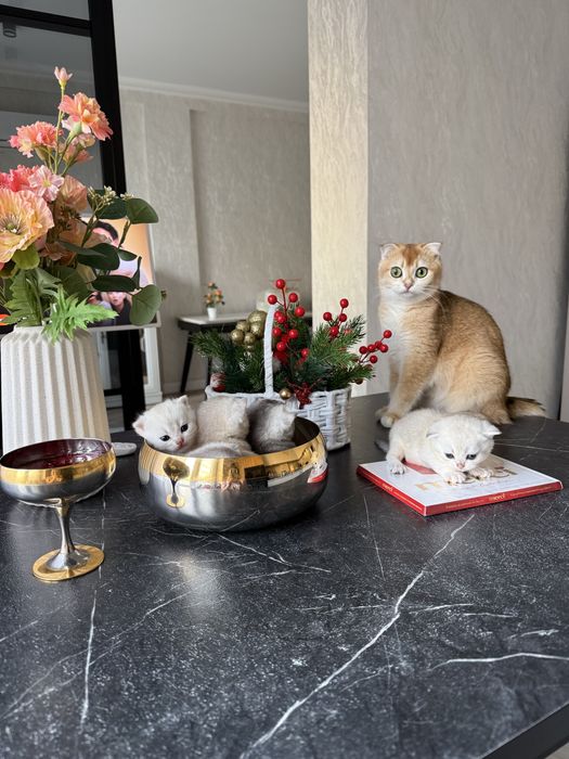 Продам котят Шиншиллы.