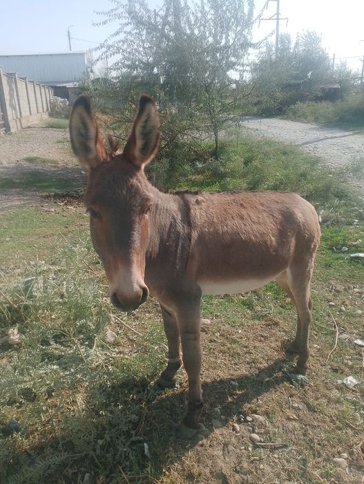 Қызды келісімсіз бітірді
