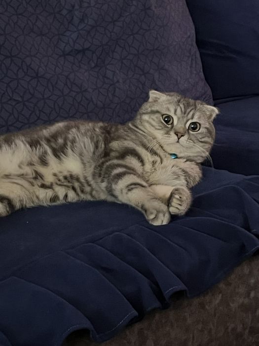 Sotilmaydi! Nasl olishga Fargona