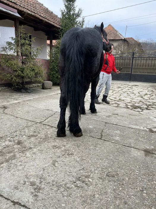 De vanzare 2manz sau schimb cu iapa sau armasar