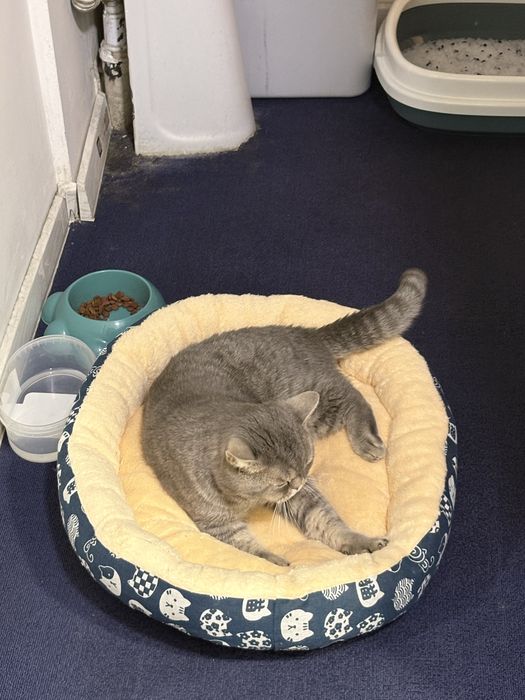 Кошка британец, 5кг