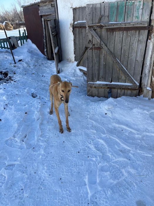 Продам грейхаунда мальчик