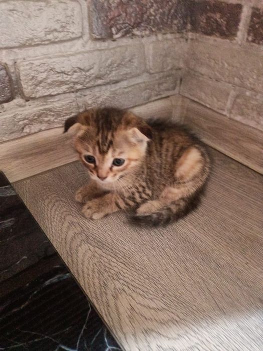 Отдам котят девочки