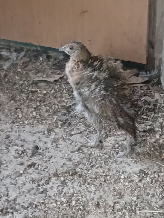 Продам фазанов..