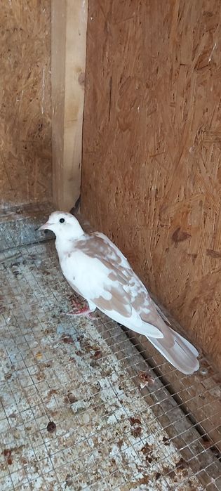 Vand turturele razatoare