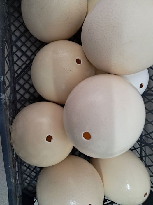 Coji de oua de strut