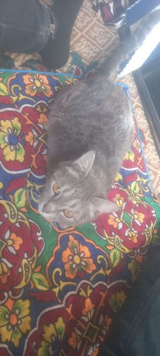 Уй мушуги мехрибон коллега берилади