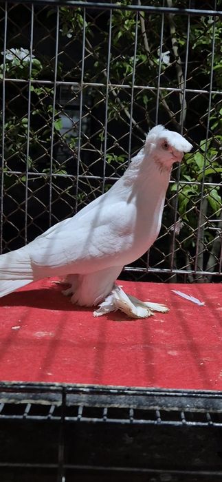 Голуб гулбадаммм