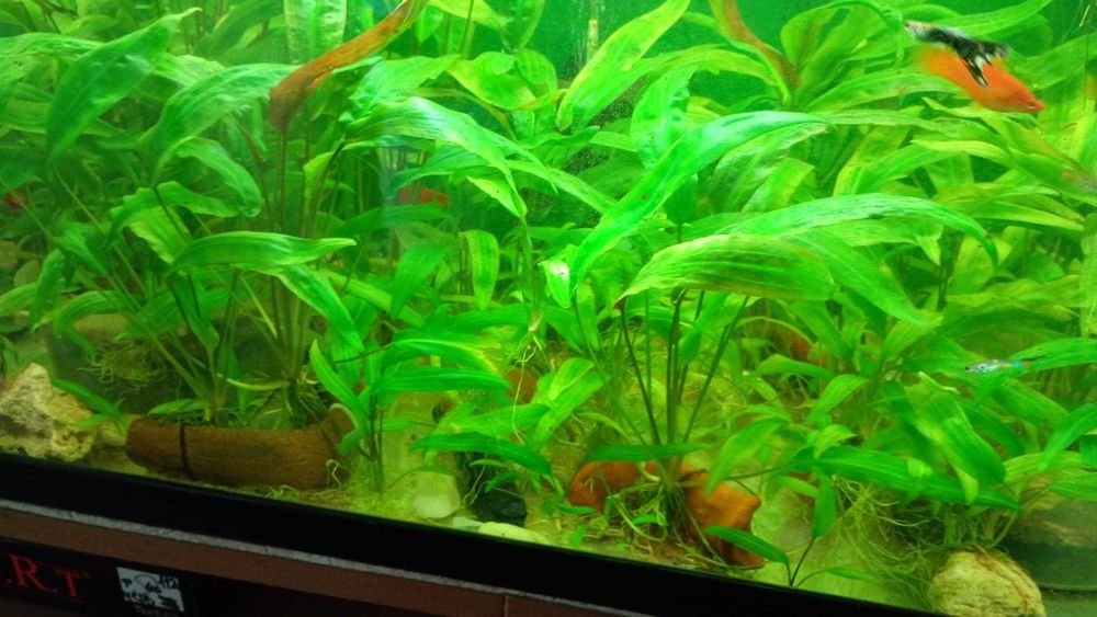 Растения за аквариум
