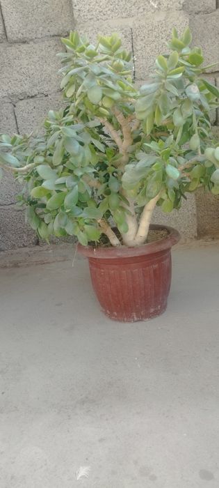 Sotiladi gullar  srochna