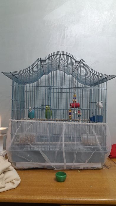 Папугай и клетка