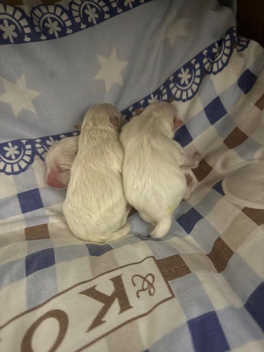 Шенки померанского шпица