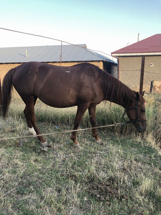 Biya sotiladi juda aqili