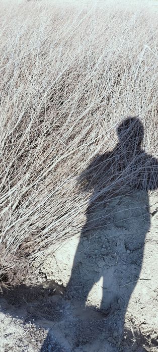 Gujum oddiy gujum sotiladi