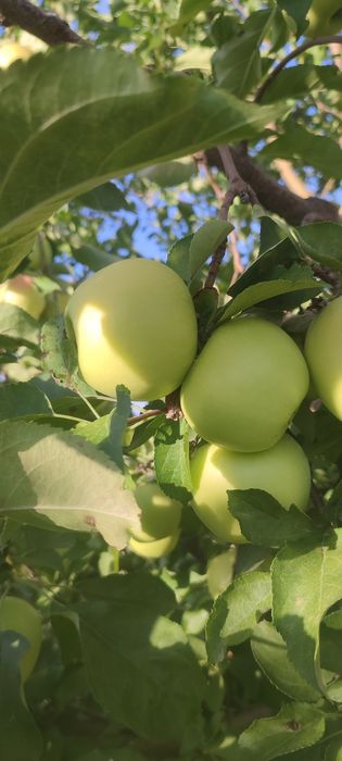 Продам яблоки восход