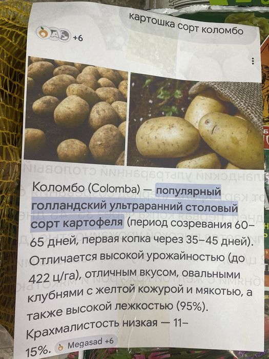 Картофель семенной