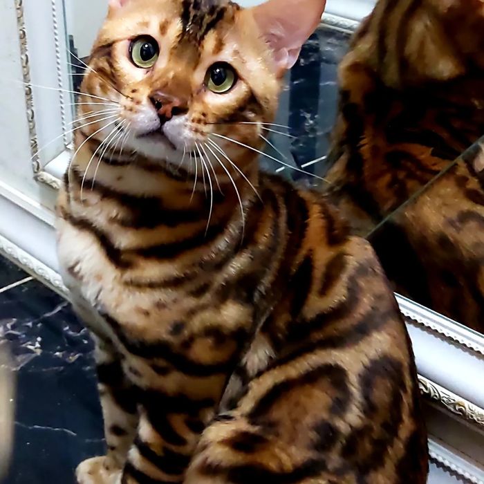Узорчатые Бенгальские "котята".