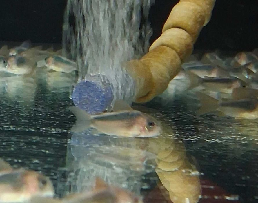 Всеки ден е черен петък!